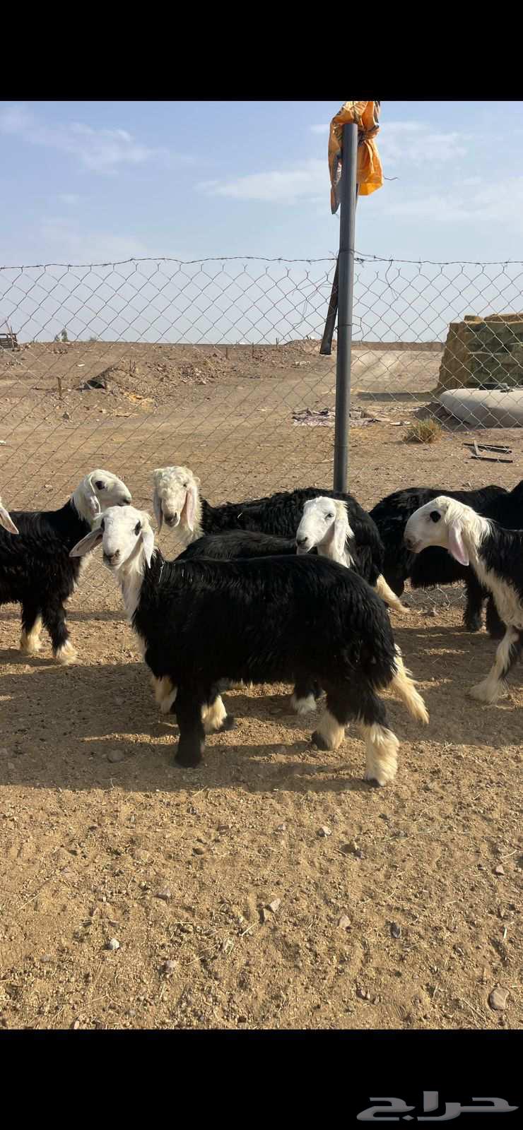 طليان نجد فاخره للبيع تم البيع64573601502849113