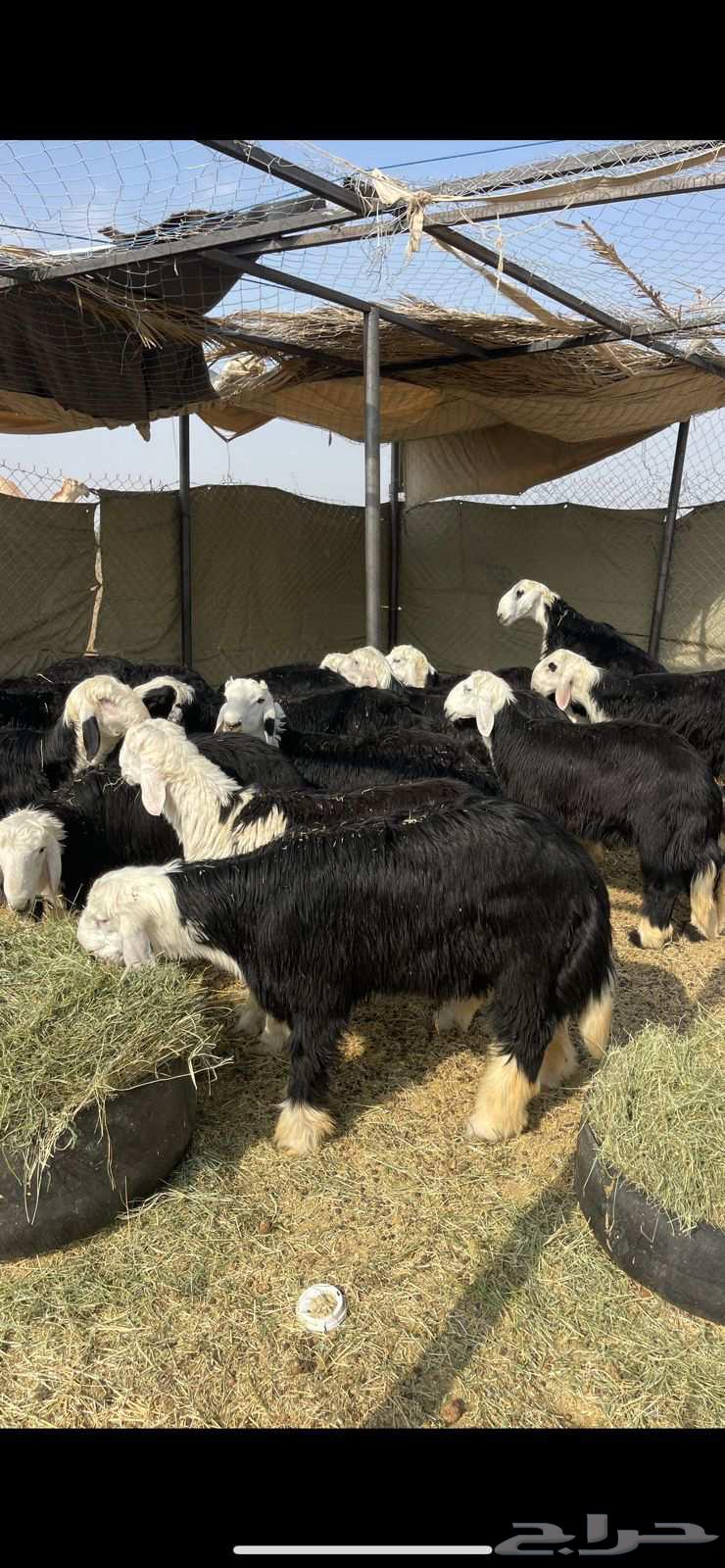 طليان نجد فاخره للبيع تم البيع64573601502849110