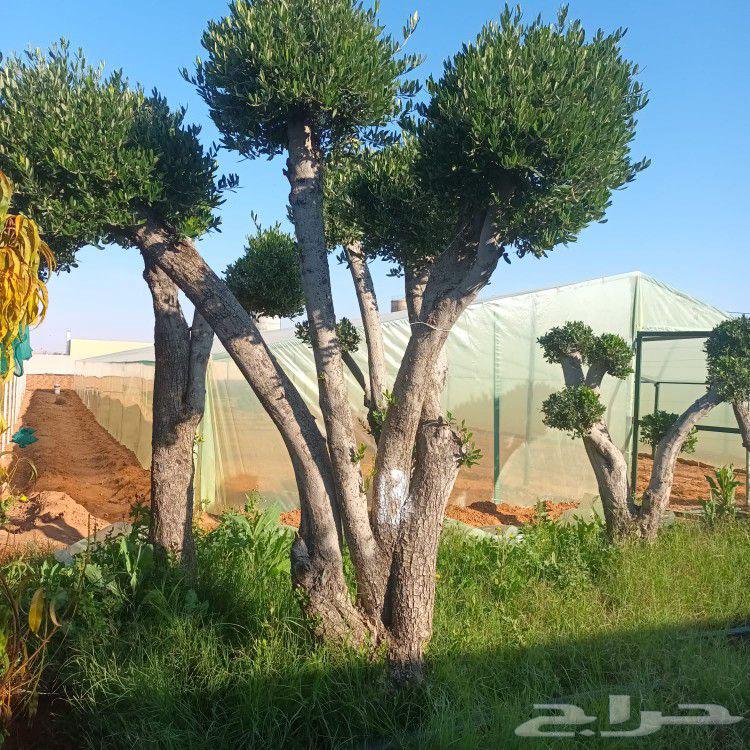 Olive trees64576298197249110