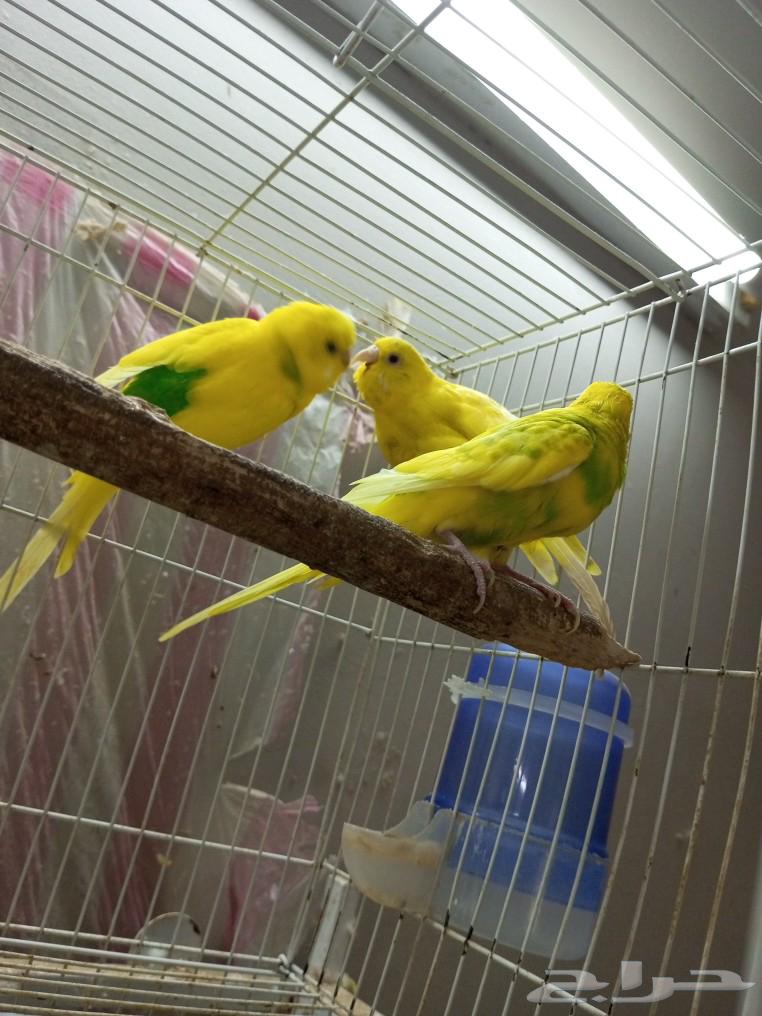 طيور بادجي للبيع64573291276801110