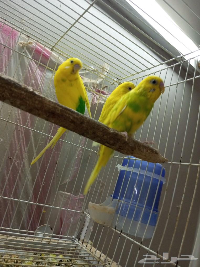 طيور بادجي للبيع64573291276801111