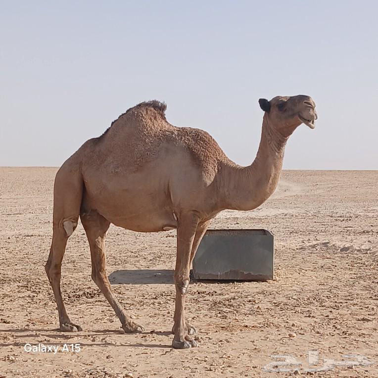 لقحه شعلا للبيع64576255586690110