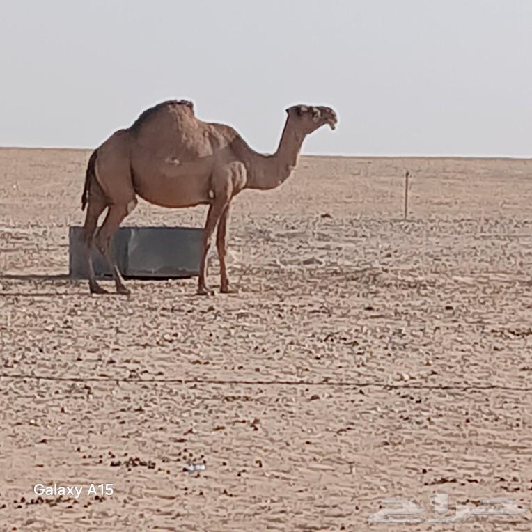 لقحه شعلا للبيع64576255586690112