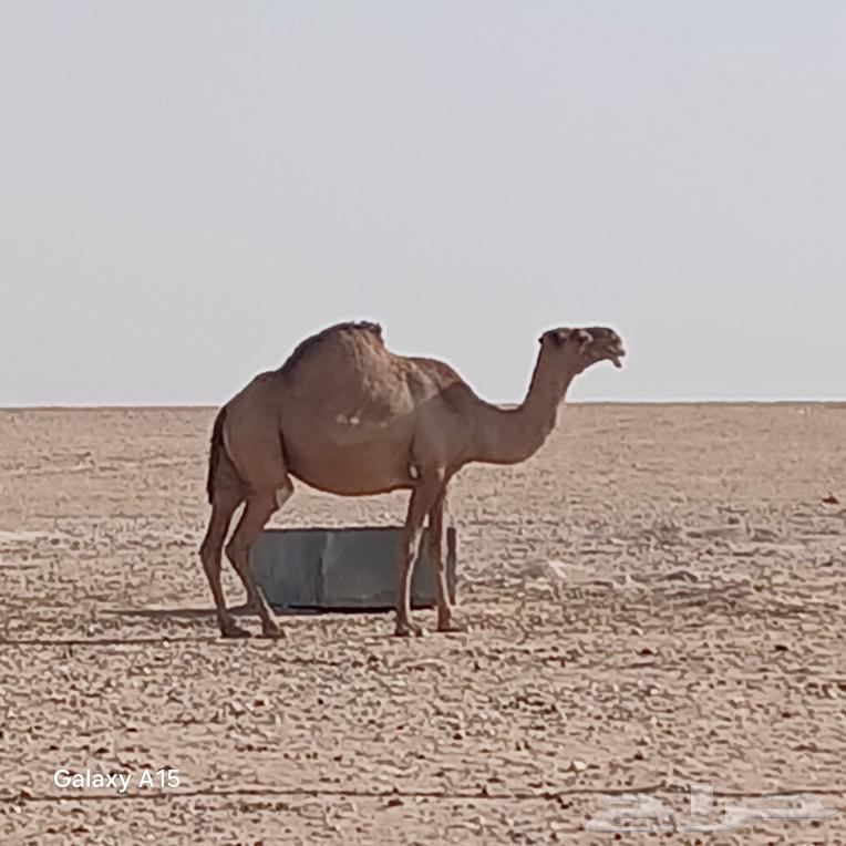 لقحه شعلا للبيع64576255586690111