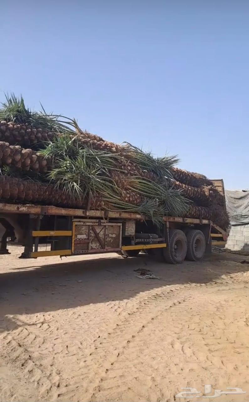 يوجد لدينا نخل عربي واشنطني للبيع بسعر مناسب64575000284034110
