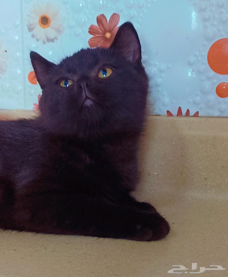 للبييع كيتن إنتاج بطل سكوتش فولد وسكوتش ستريت64576966528771112