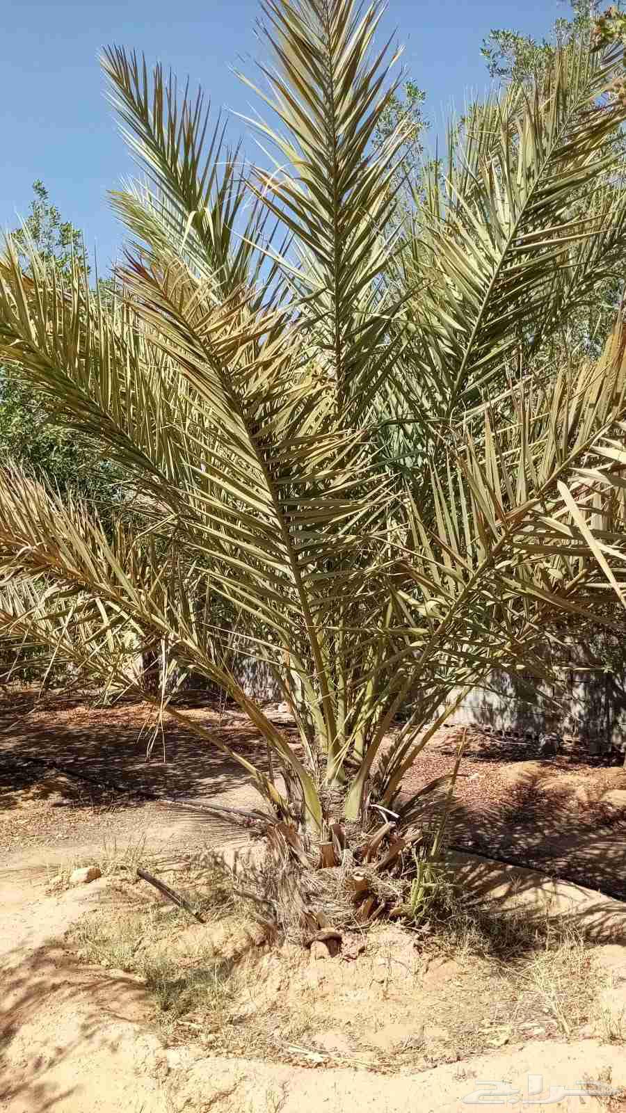 نخل للبيع الارطاويه64574286029057112