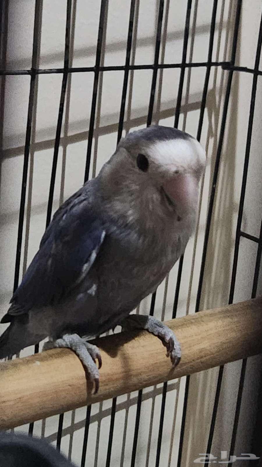 جوز روز64574649699587113