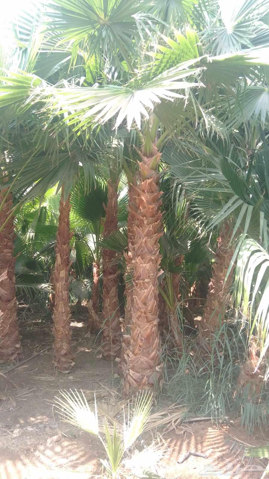 We have American Washington palm trees in all sizes at reasonable prices64574383376514111