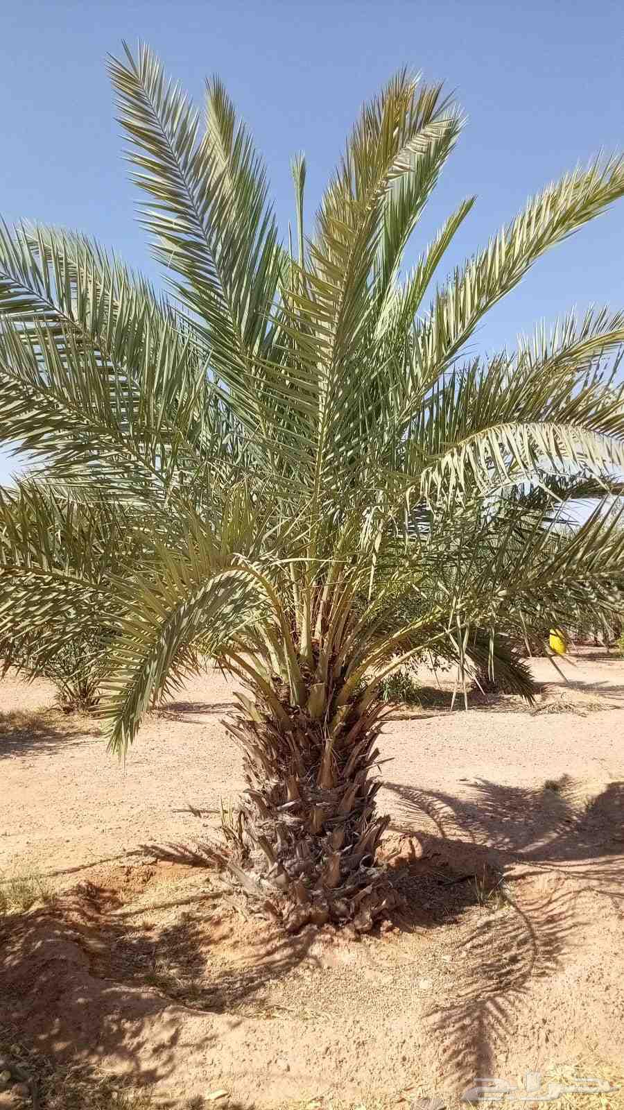 نخل للبيع الارطاويه64574286029057114