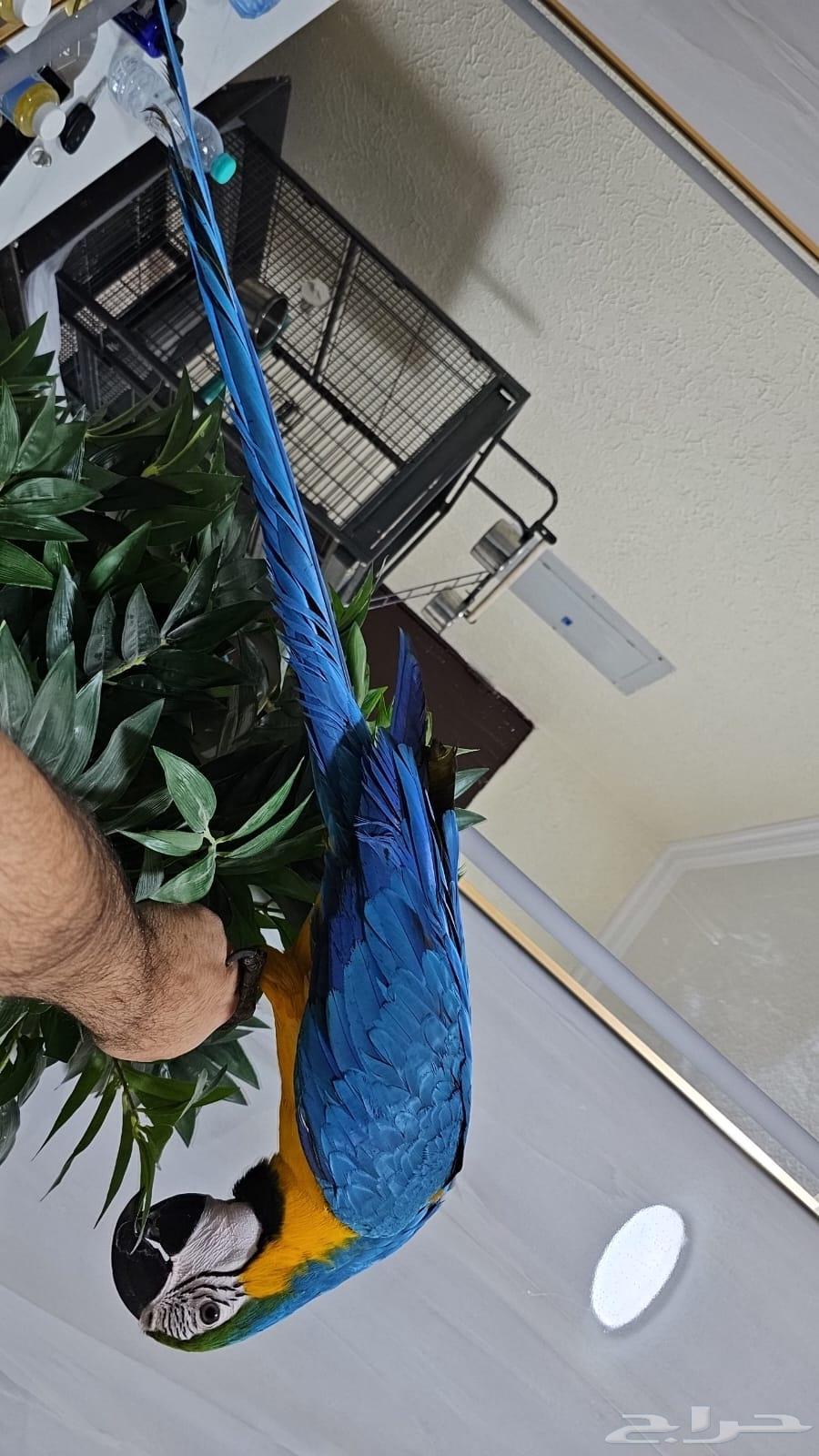 مكاو بلو اند قولد تم البيع64573136891778111