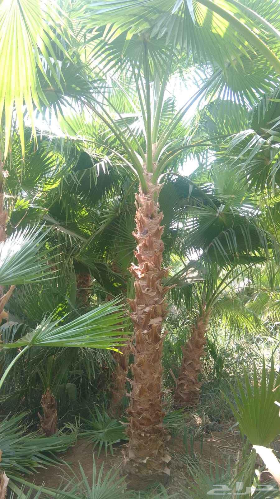 We have American Washington palm trees in all sizes at reasonable prices64574383376514110