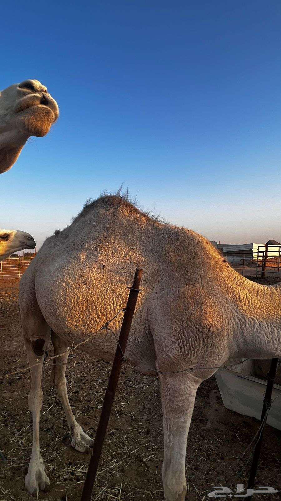 ناقه طيبه64577290287363113