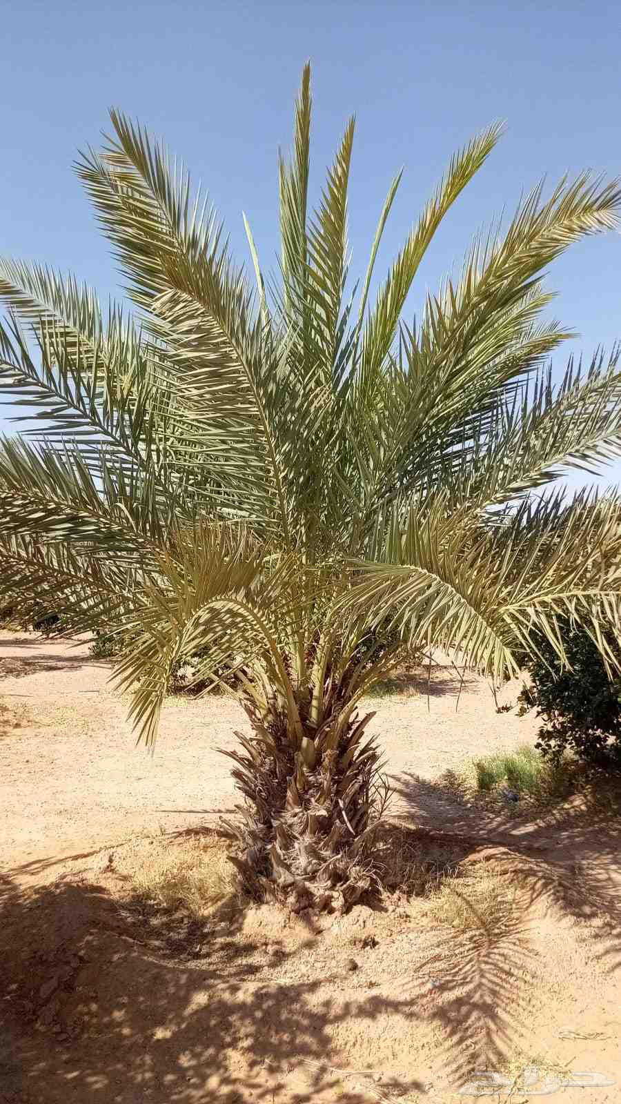 نخل للبيع الارطاويه64574286029057113