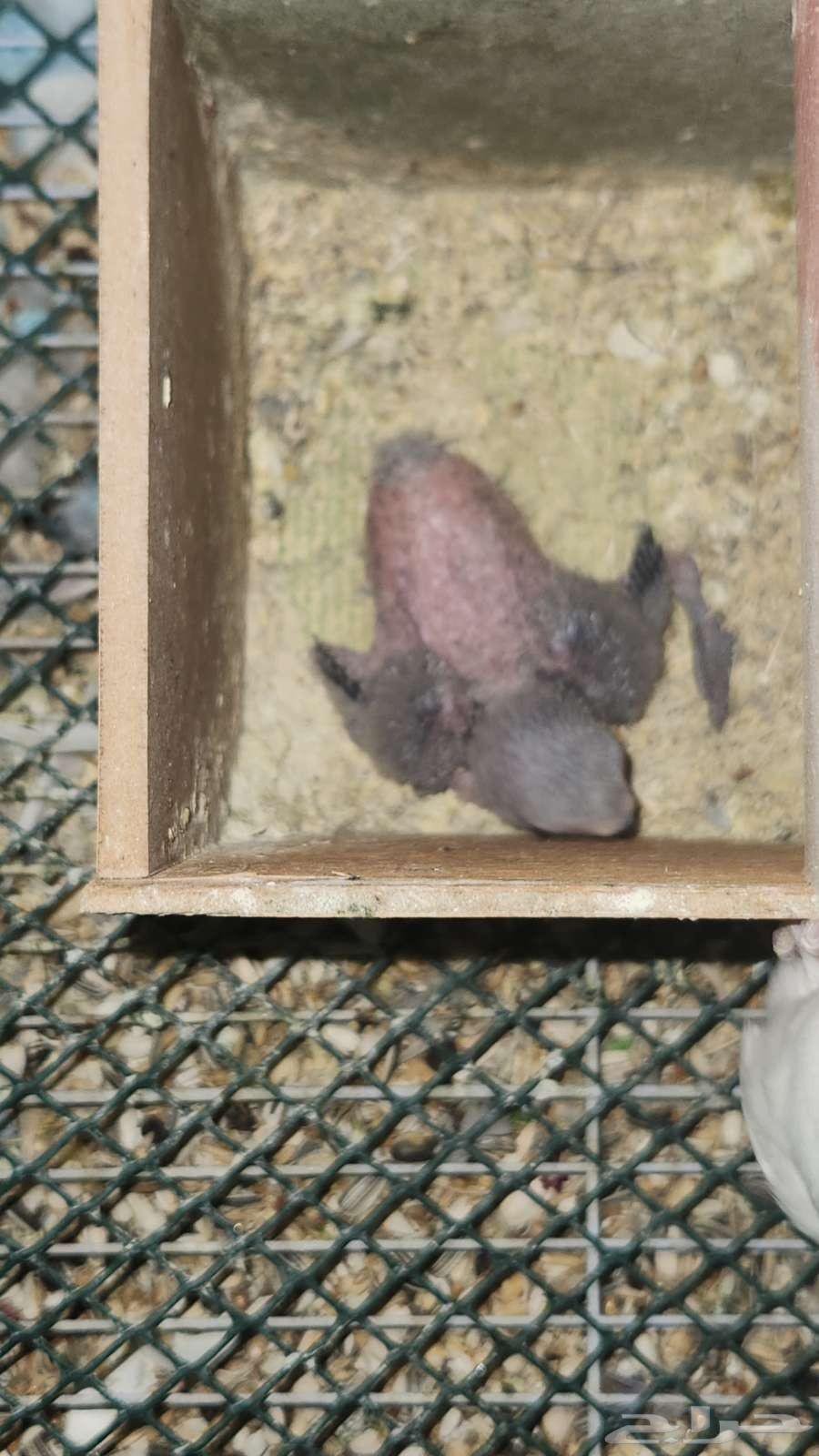 جوز روز64574649699587111