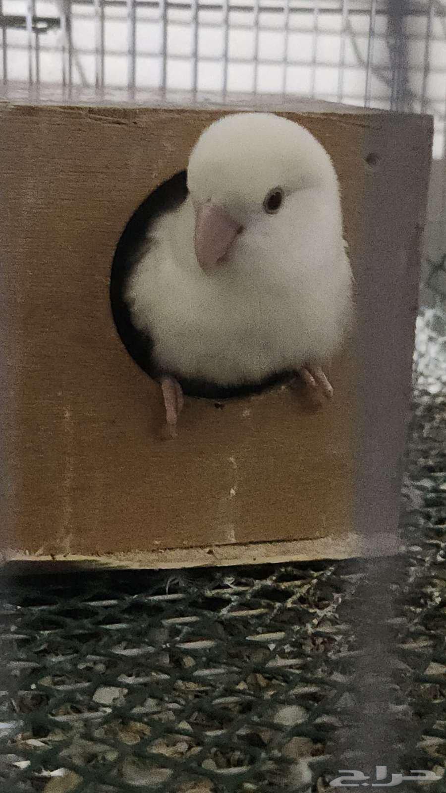 جوز روز64574649699587110