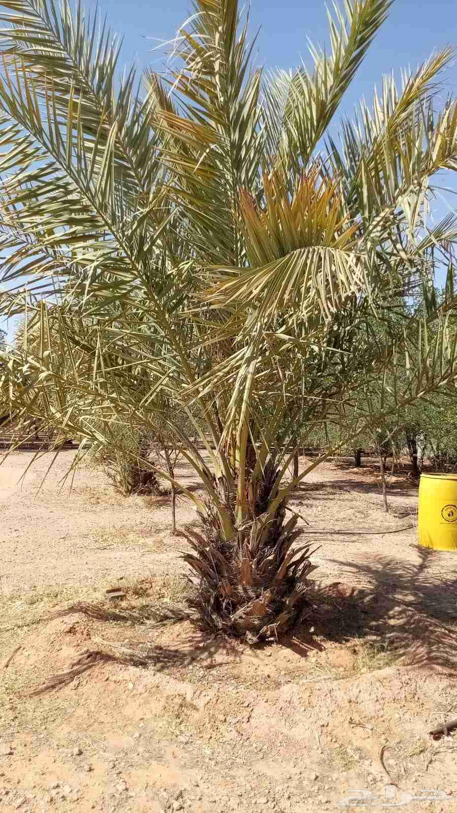 نخل للبيع الارطاويه64574286029057111