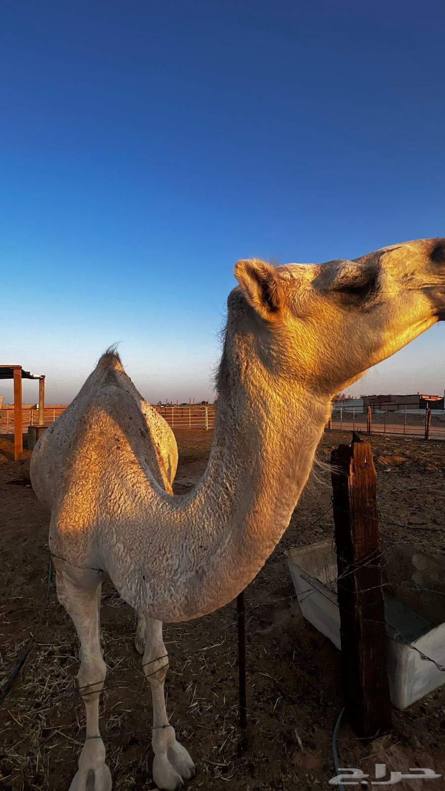 ناقه طيبه64577290287363114