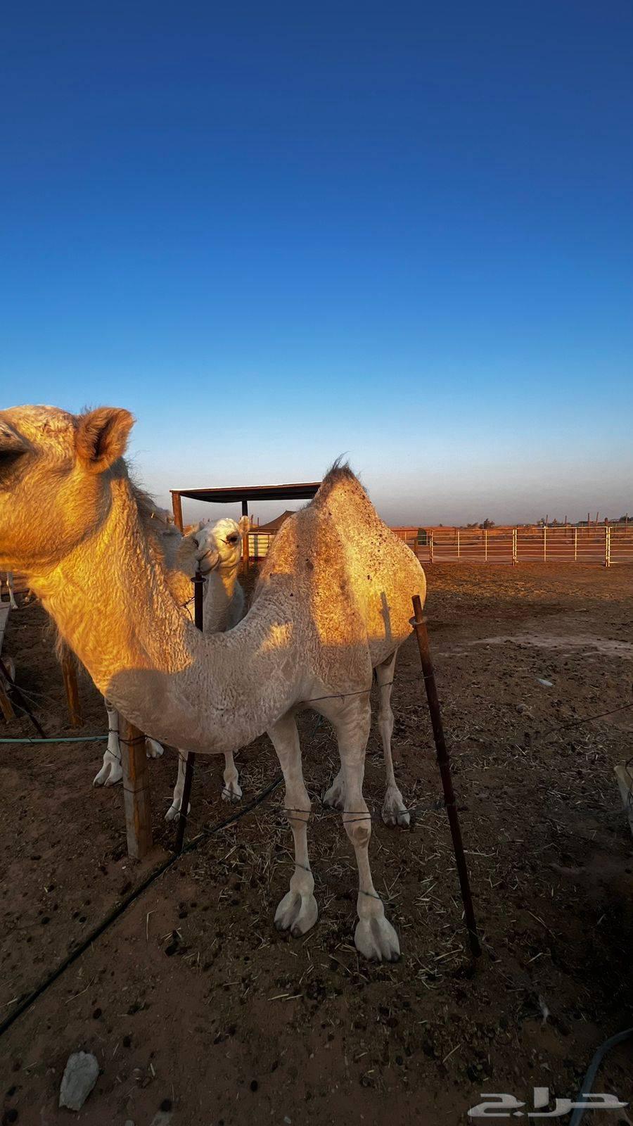 ناقه طيبه64577290287363110