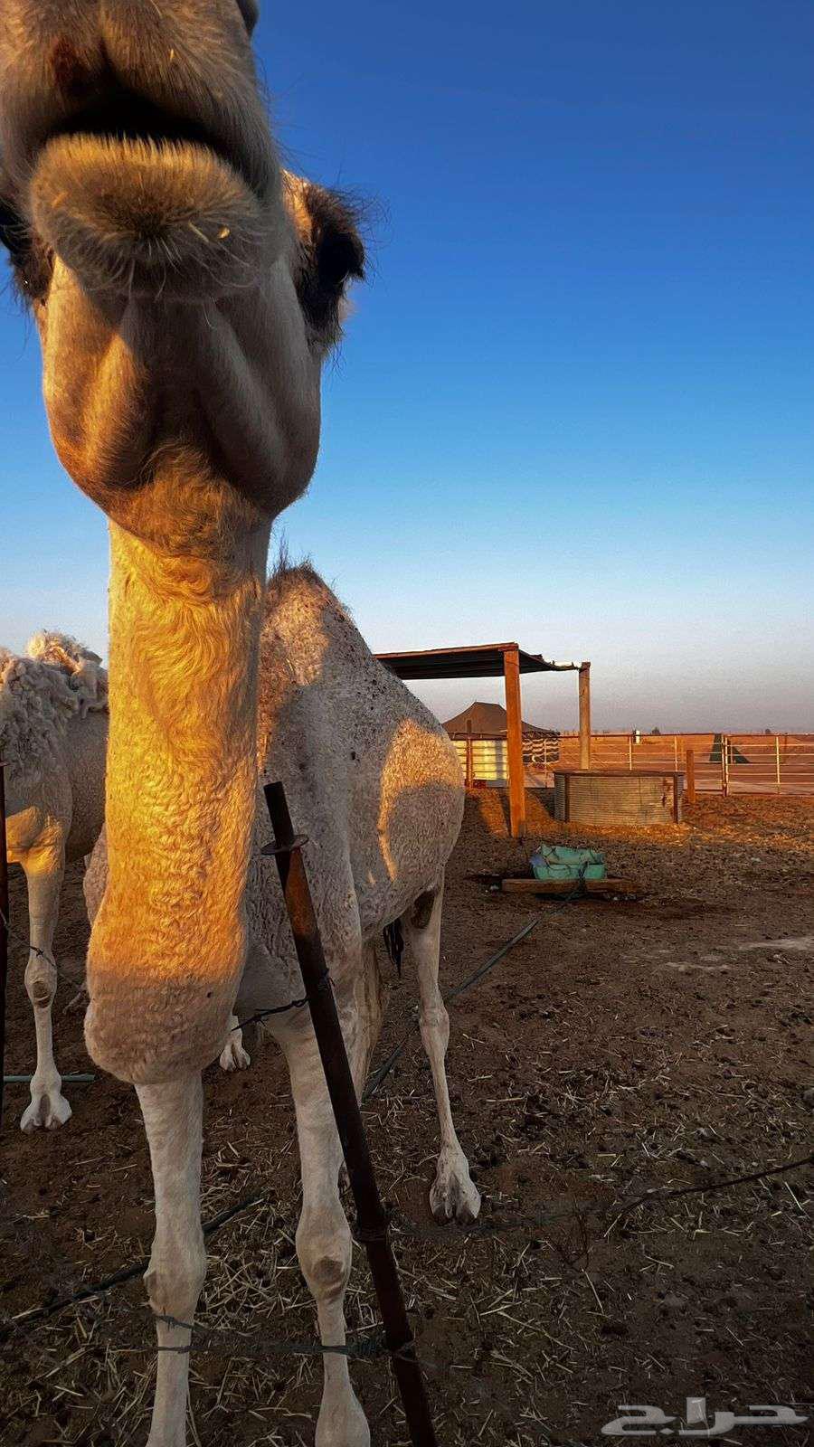 ناقه طيبه64577290287363112