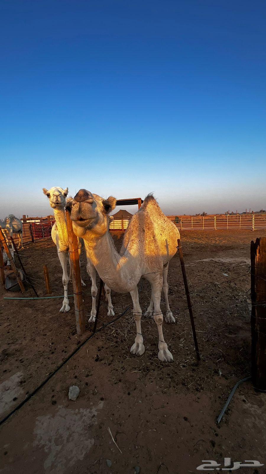 ناقه طيبه64577290287363111