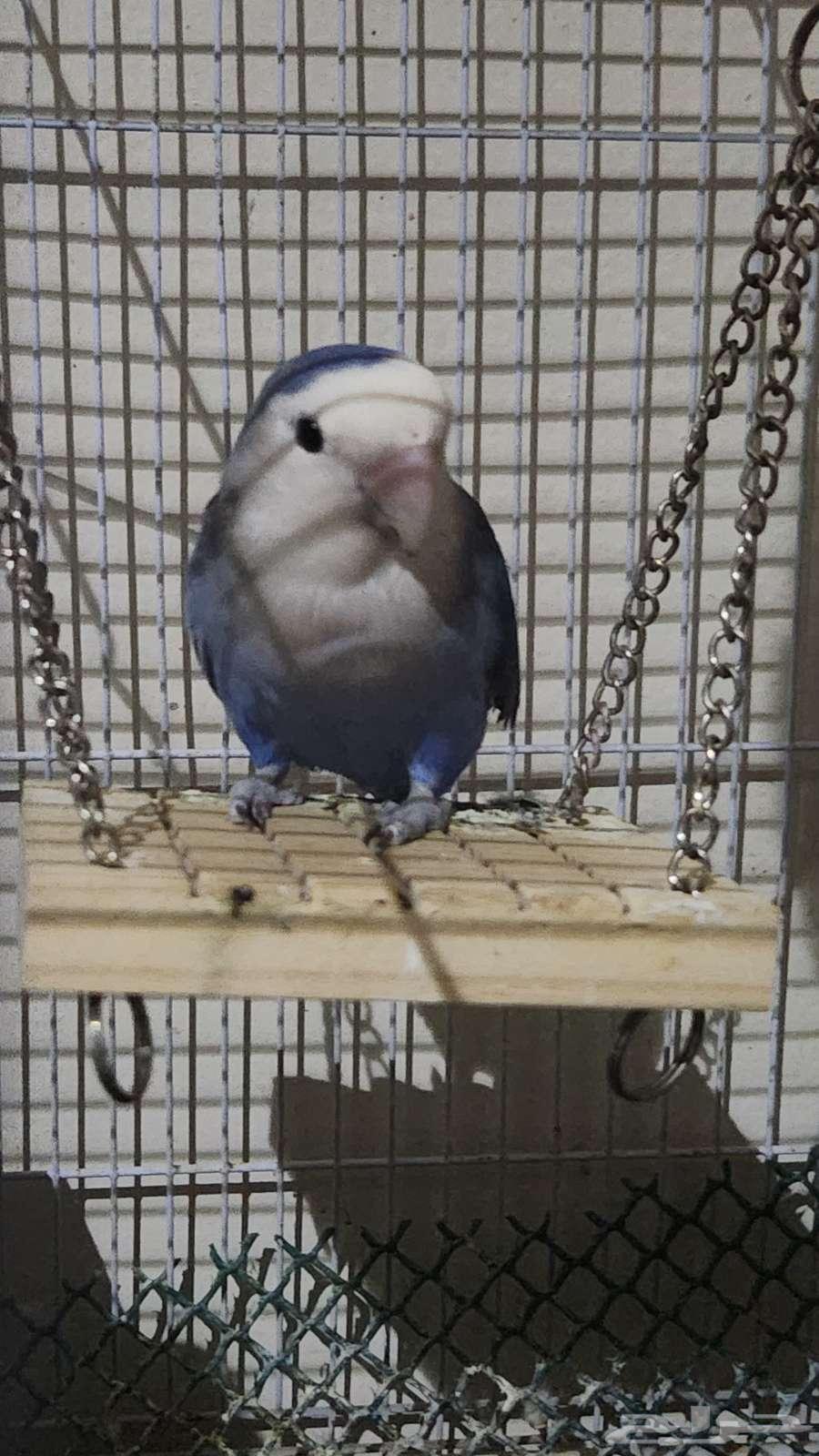 جوز روز64574649699587112