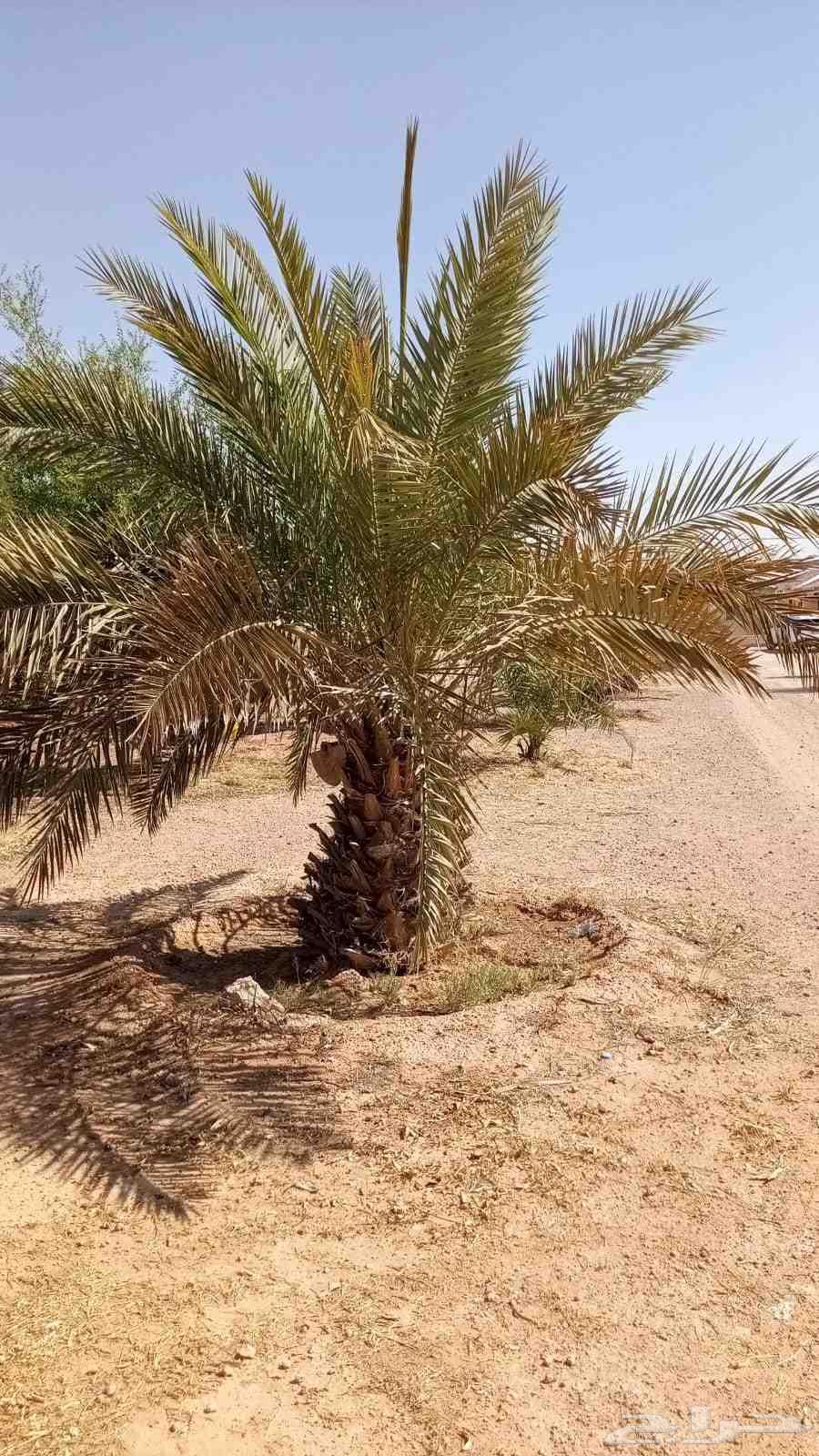 نخل للبيع الارطاويه64574286029057110