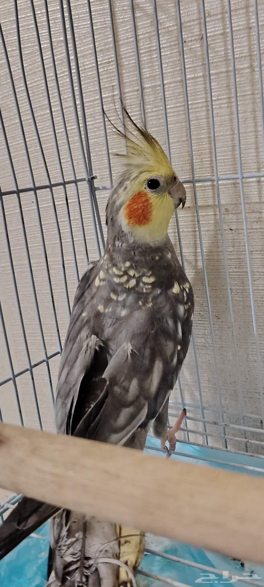 كروان متكلم للبيع64572663982595110