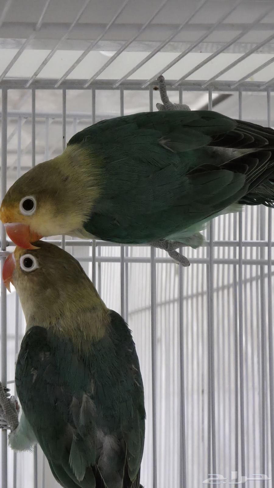 فيشر البينو و باربلو64577922352386111