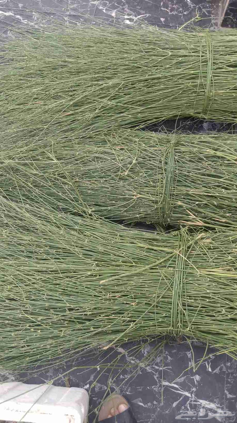 مرخ جيزان طازج وخضر64572564630787110