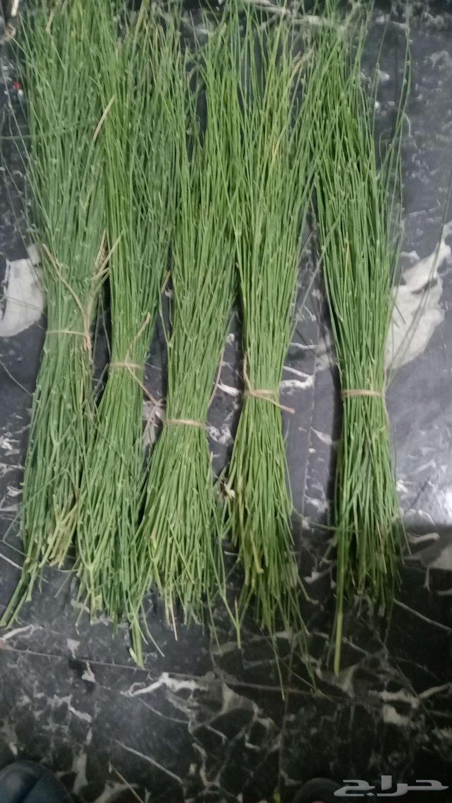 مرخ جيزان طازج وخضر64572564630787111