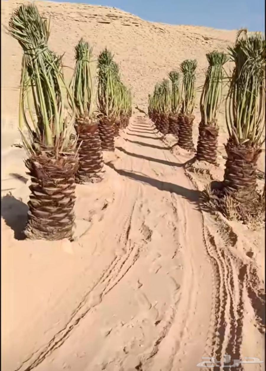 يوجد لدينا نخل عربي واشنطني للبيع بسعر مناسب64575000284034111