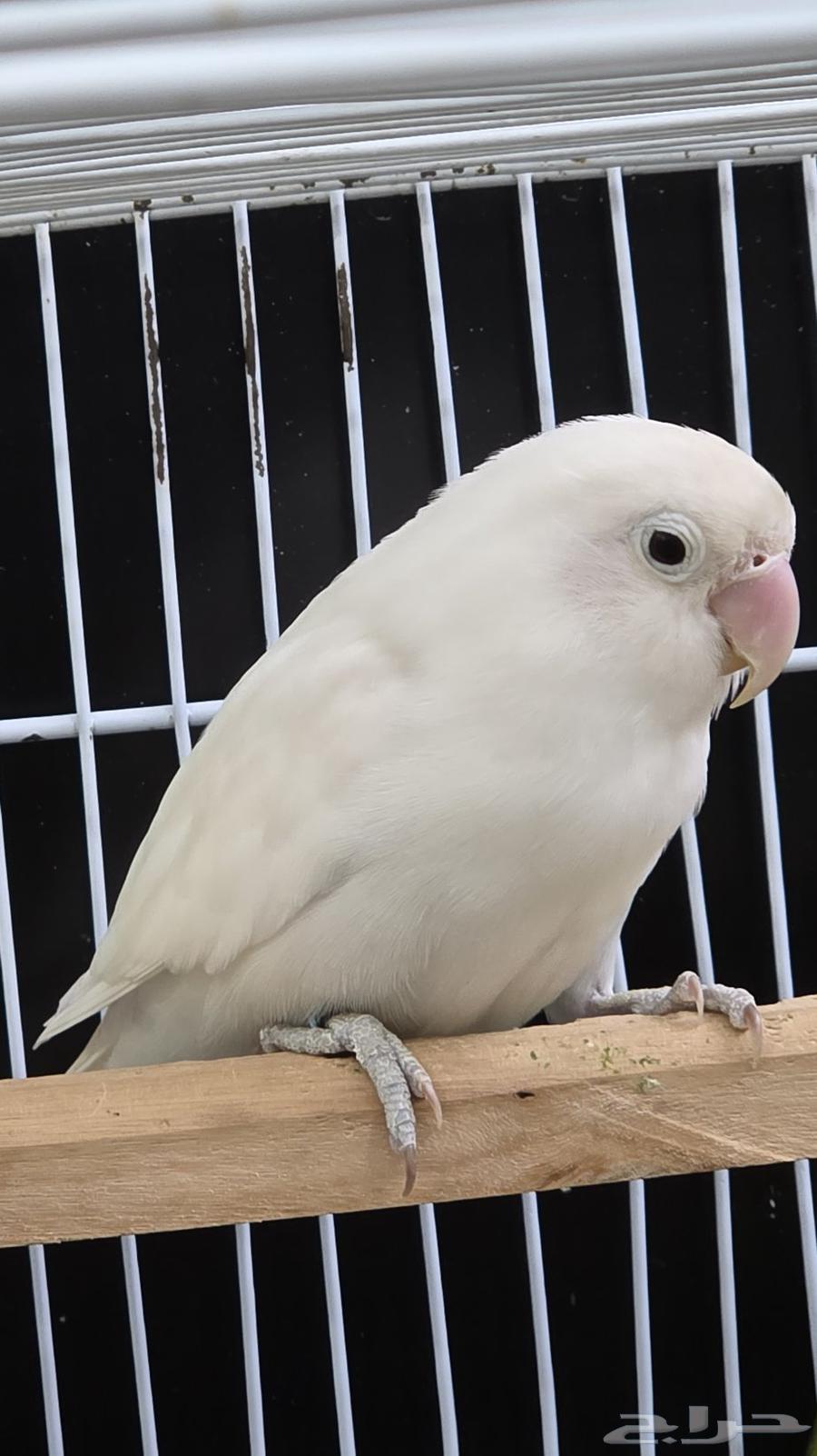 فيشر البينو و باربلو64577922352386110