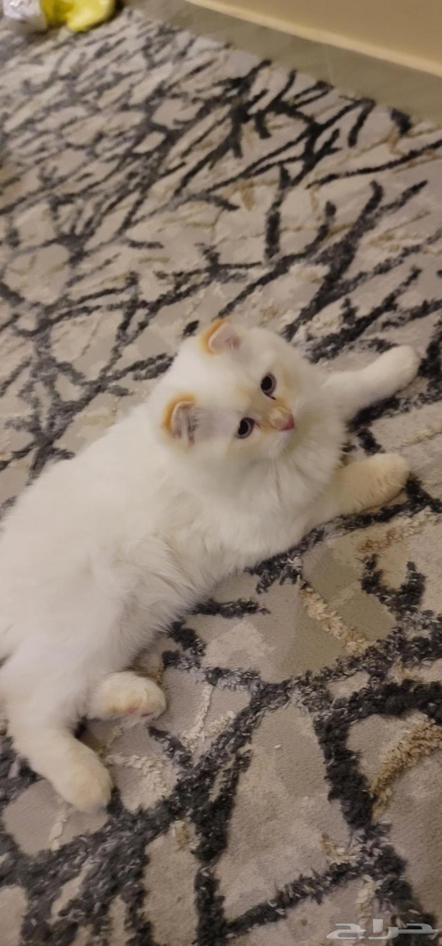 قط سكوتش فولد للبيع64578200966146114