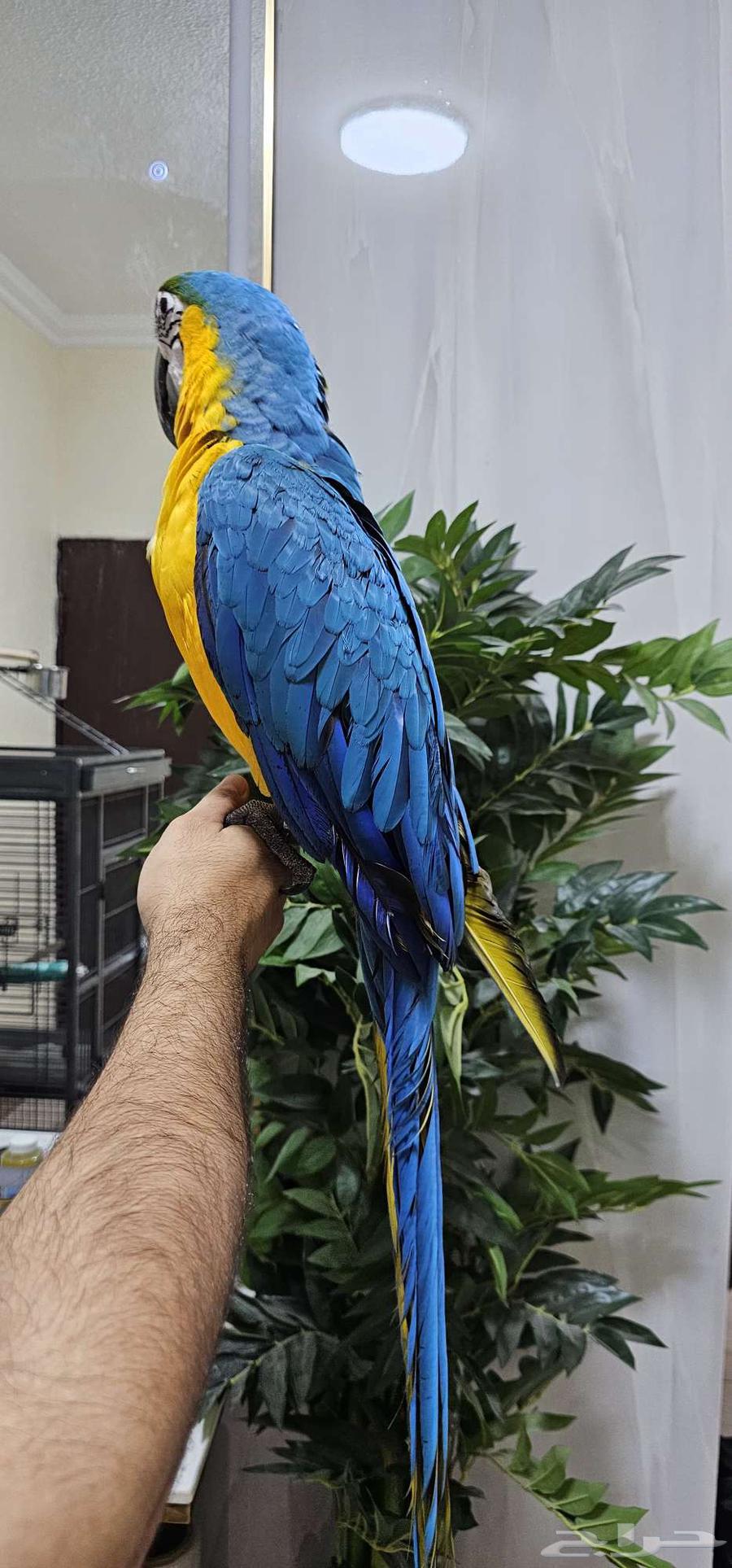 مكاو بلو اند قولد تم البيع64573136891778112