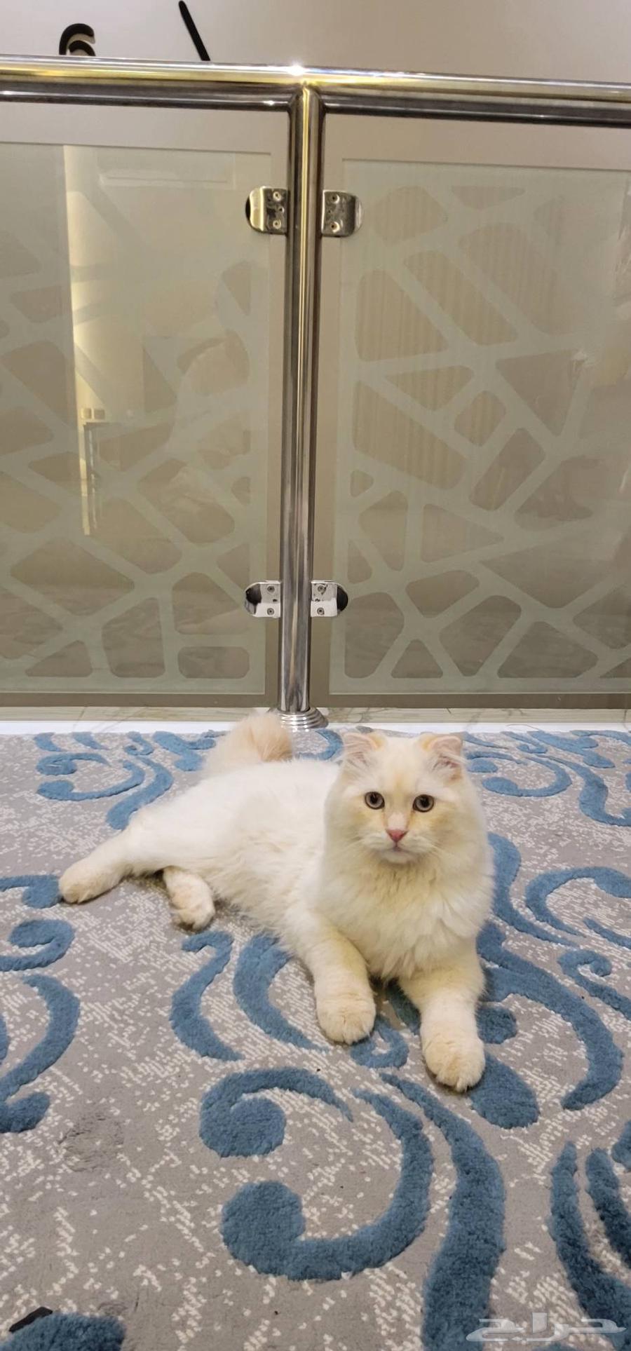 قط سكوتش فولد للبيع64578200966146111