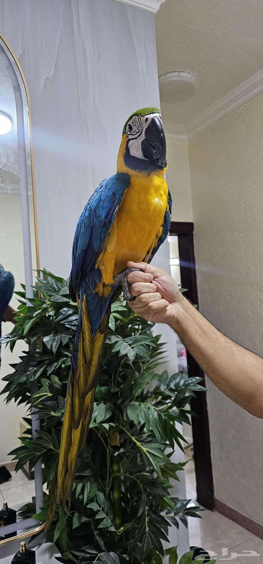 مكاو بلو اند قولد تم البيع64573136891778113