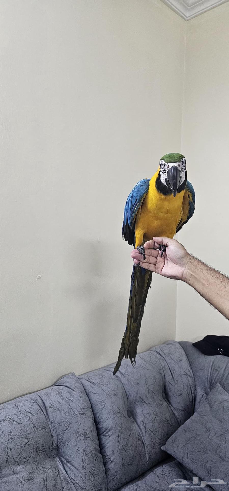 مكاو بلو اند قولد تم البيع64573136891778114