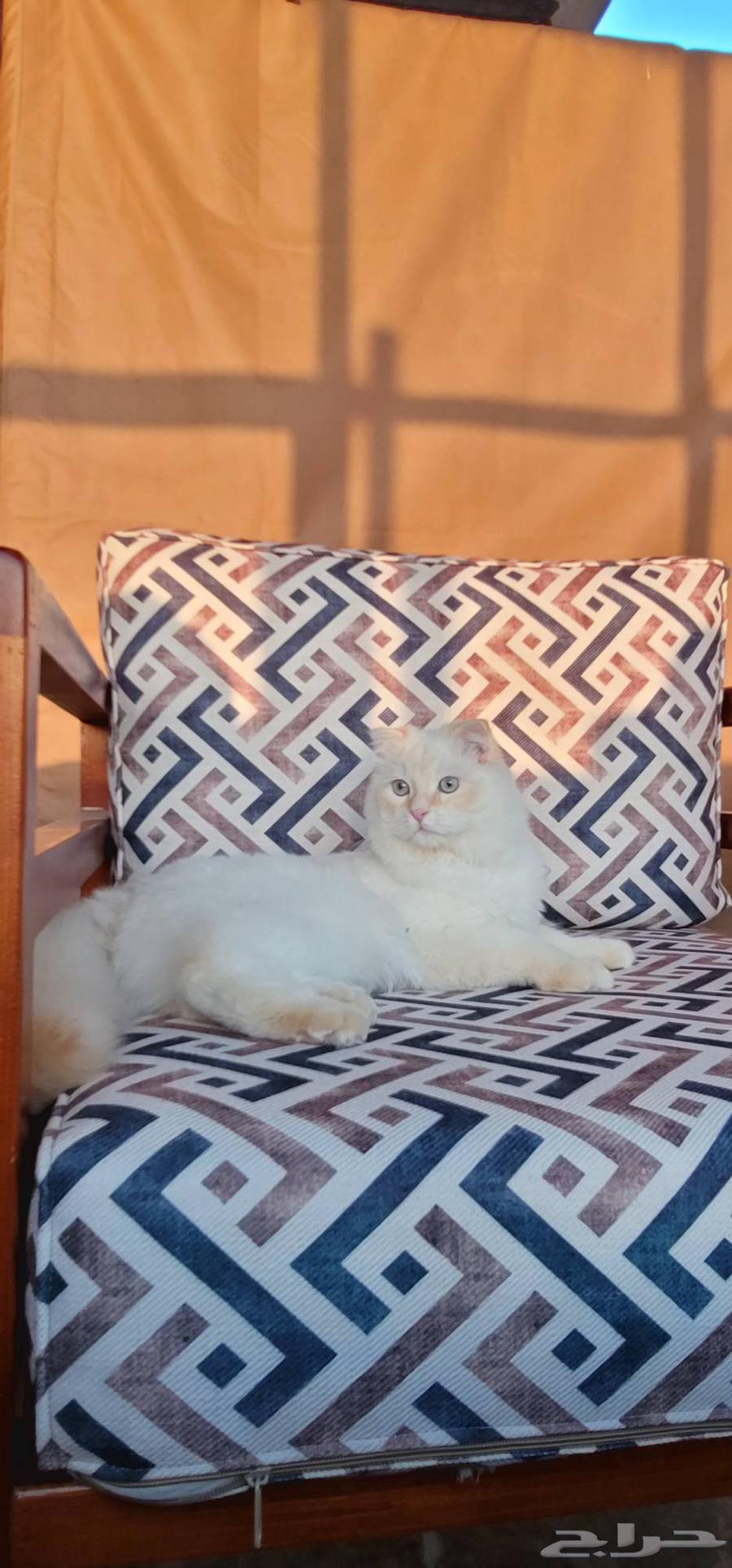 قط سكوتش فولد للبيع64578200966146113