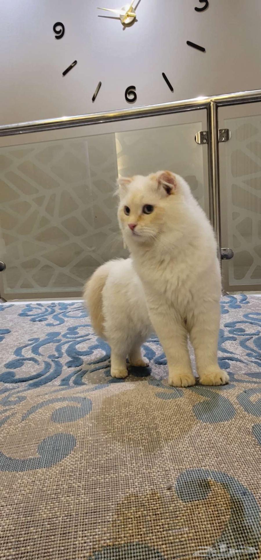 قط سكوتش فولد للبيع64578200966146112