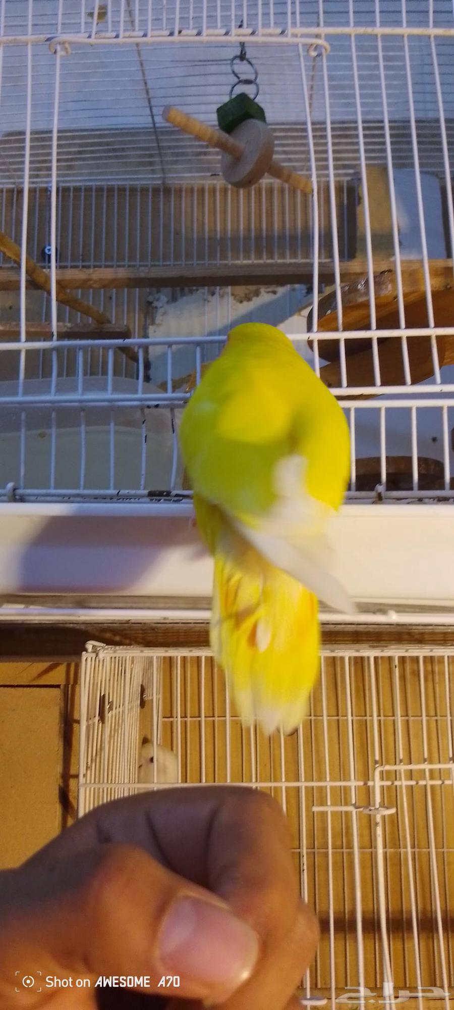 الثى روز اليفه7064527683980163113