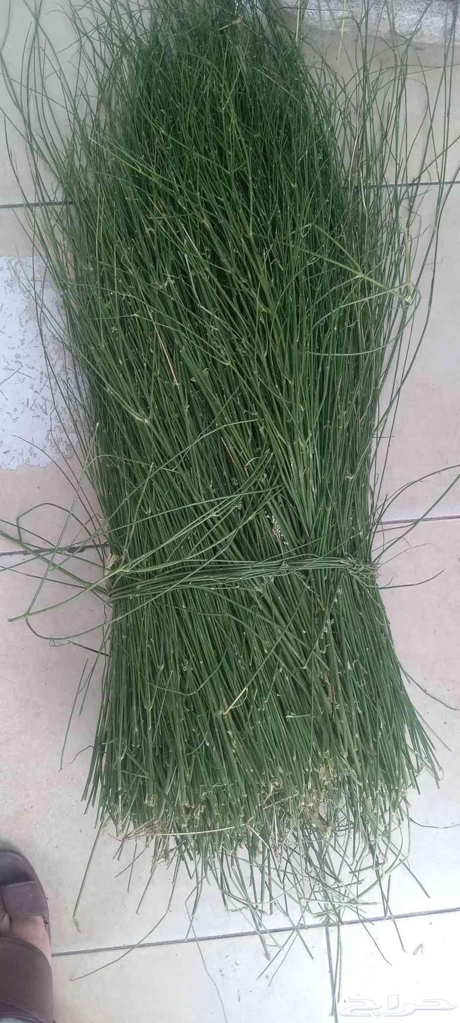 مرخ جيزان طازج وخضر64572564630787113