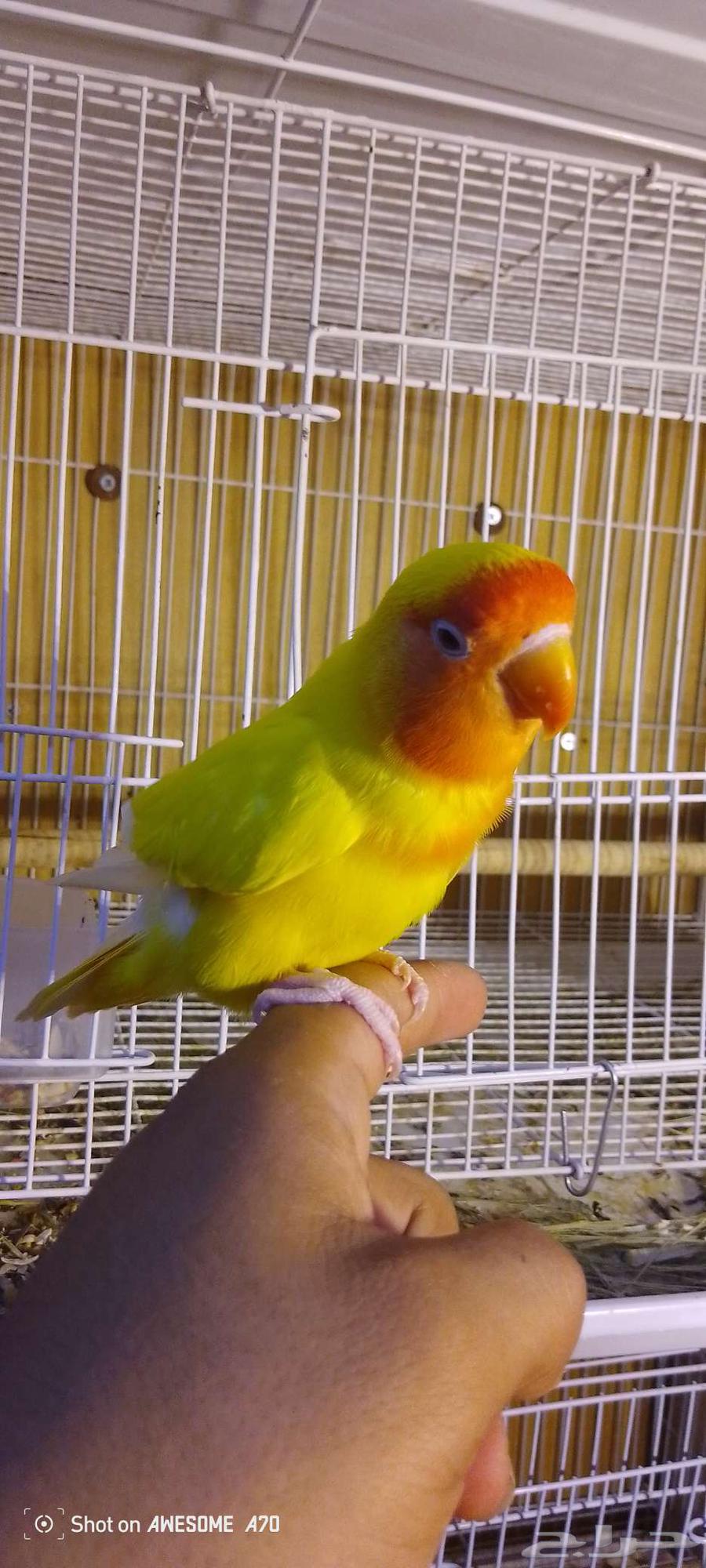 الثى روز اليفه7064527683980163112