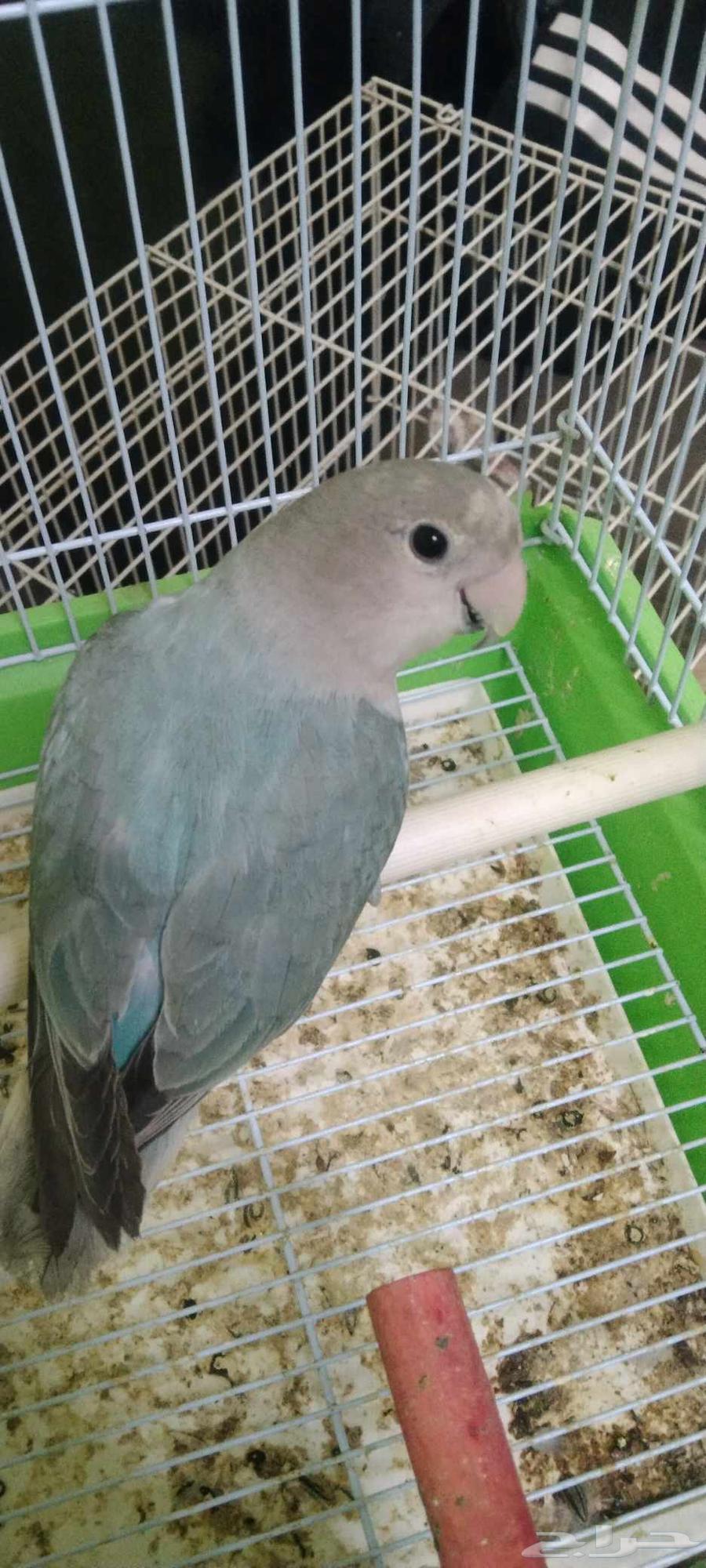 طيور روز السعر كلهم ب 35064575918510210110