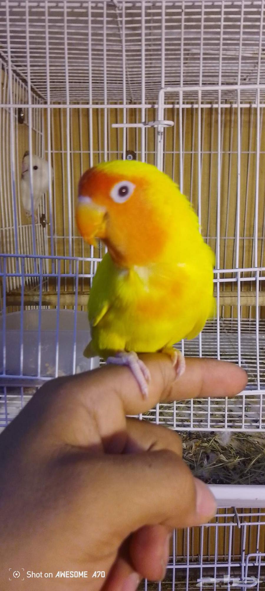 الثى روز اليفه7064527683980163111