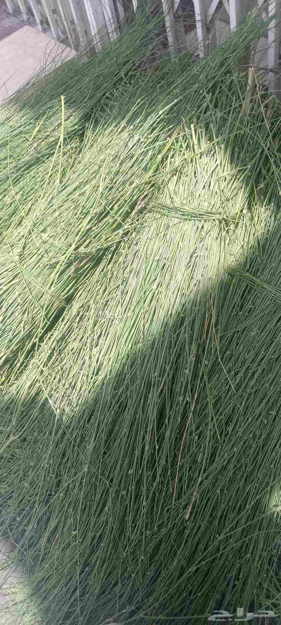 مرخ جيزان طازج وخضر64572564630787114