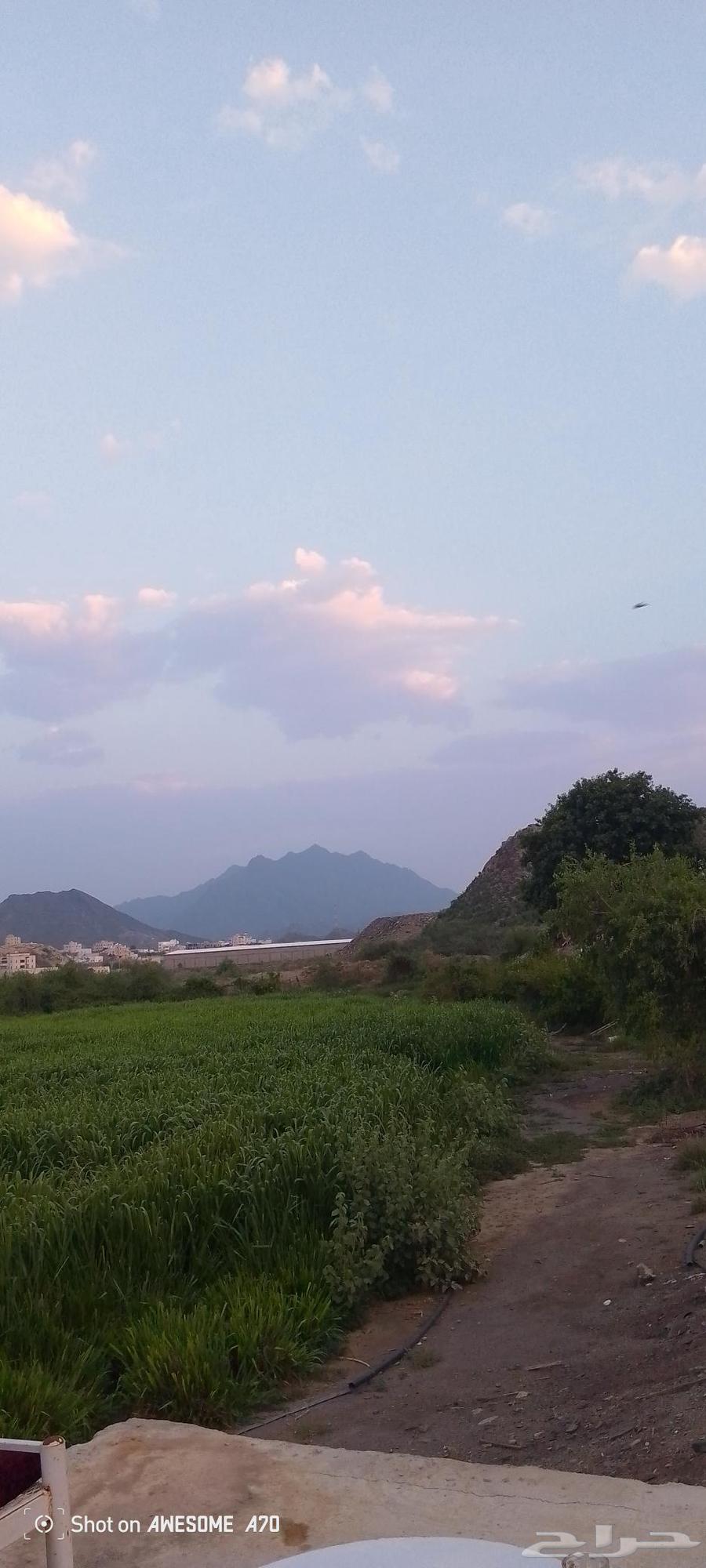 للبيع قصب بوني كام جمله وقطاعي . رقم التواصل64577373988097110