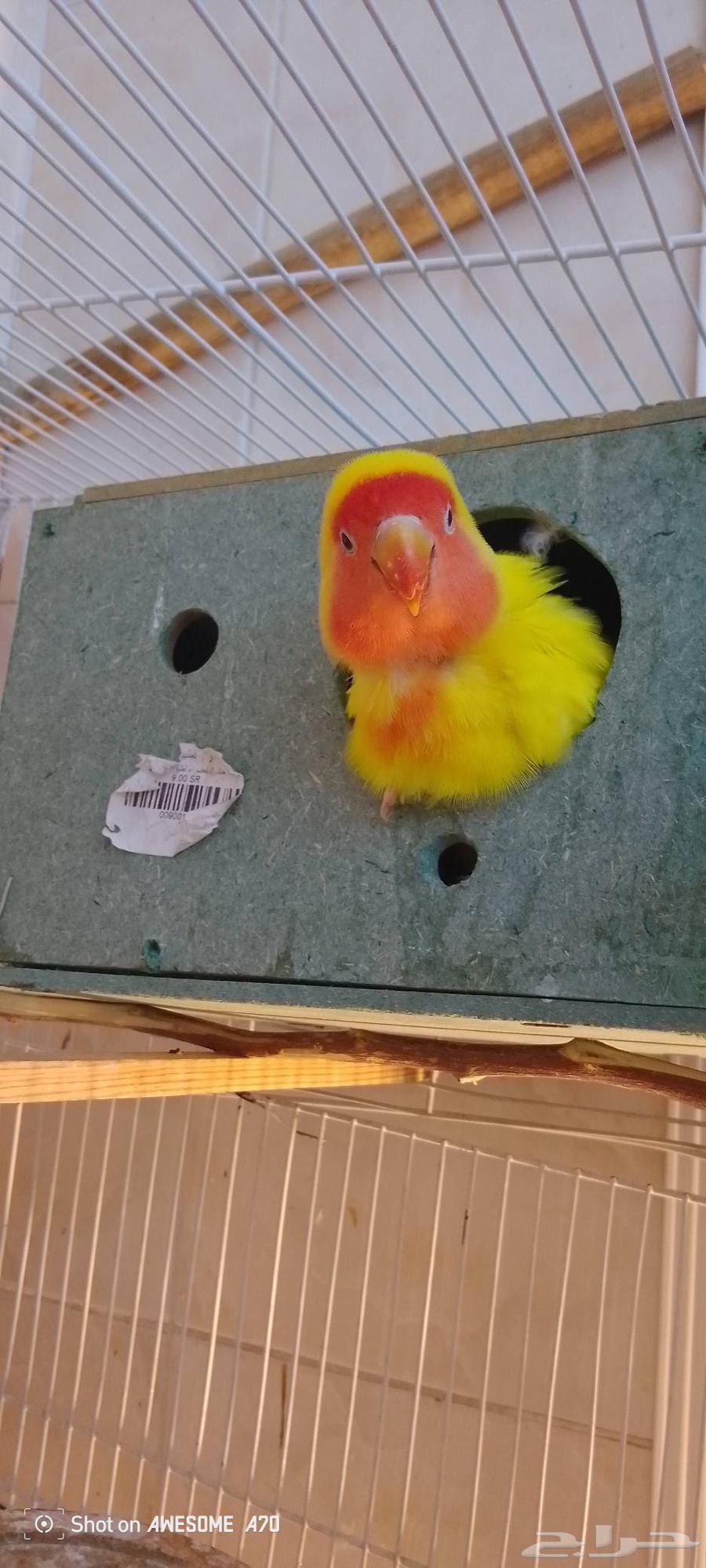 الثى روز اليفه7064527683980163110