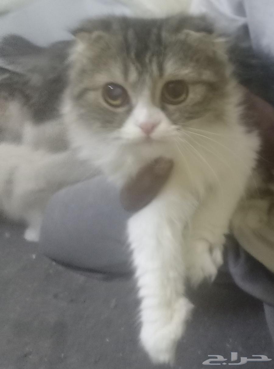 بساس للبيع القزم شرط مافيها اي أمراض ونضيفه جدآ64579485163907110