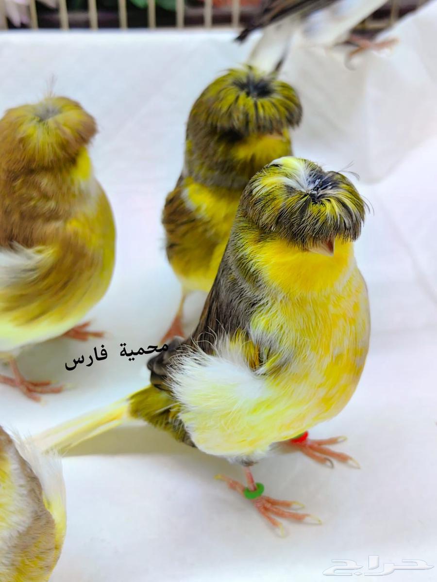 Gloster Canary Levels64571686795906110